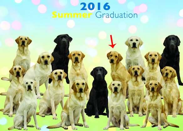 CCI2016summerpostcard