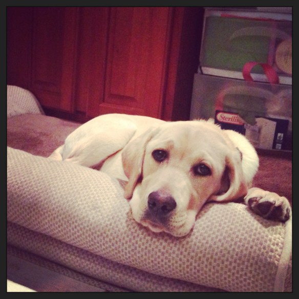 Sometimes, even lifting my head is too exhausting...