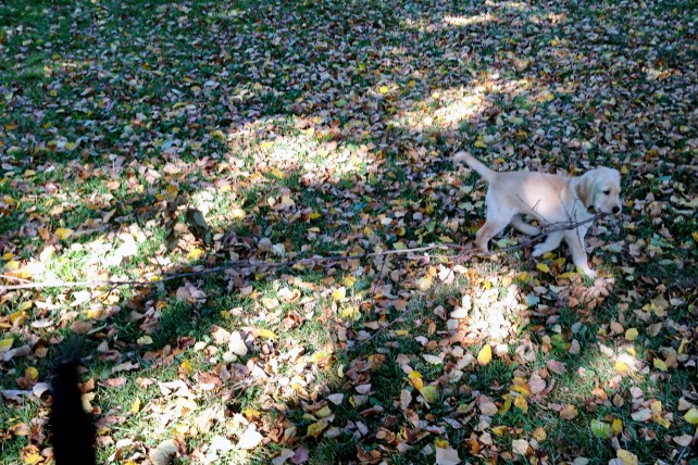 fenwick and the stick