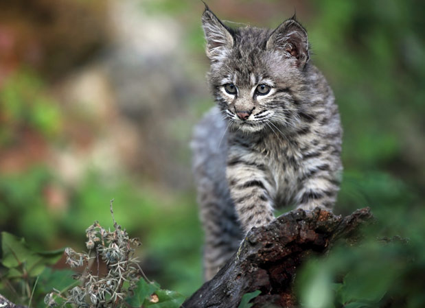 bobcat